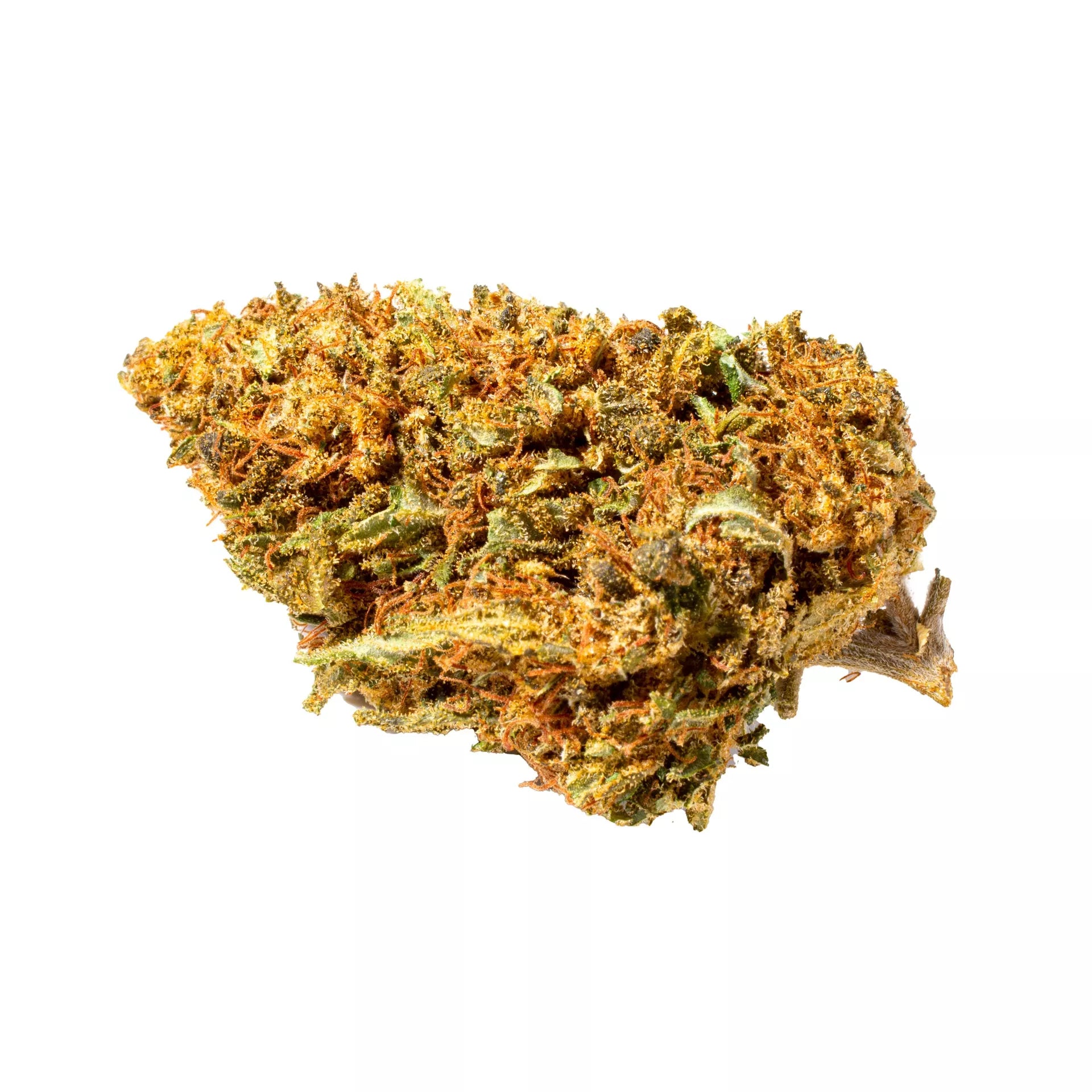 Orange Bud